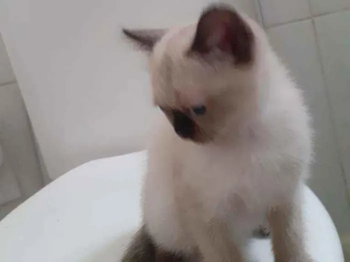 Gato ra a  idade 2 a 6 meses nome indefinido 