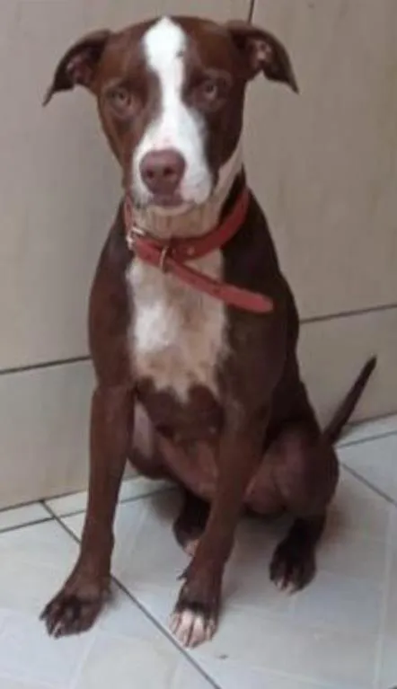 Cachorro ra a Pit-Bull idade 3 anos nome Shakira