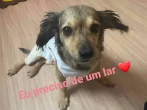 Cachorro raça SRD  idade 5 anos nome Aretha 
