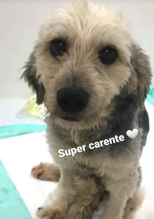 Cachorro raça SRD  idade 4 anos nome Pitica 