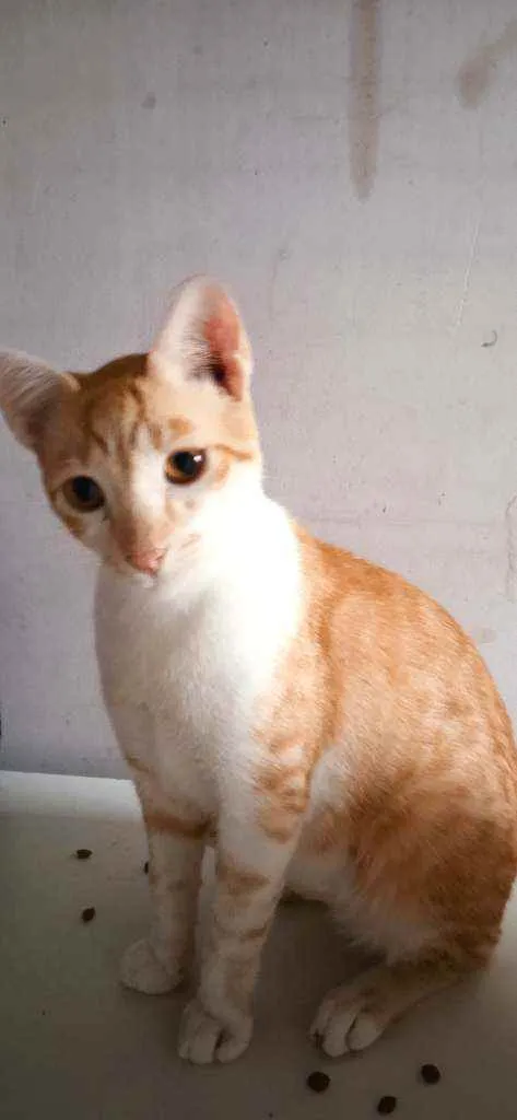 Gato ra a Srd idade 2 a 6 meses nome Fred