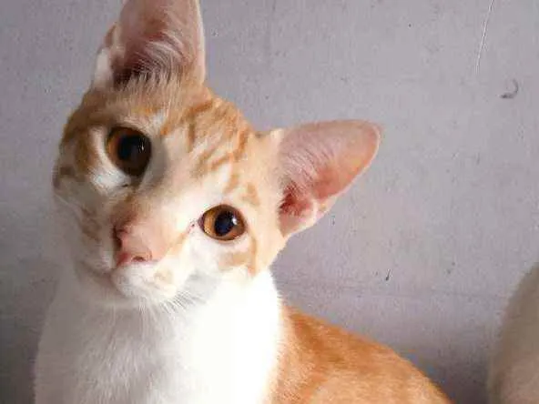 Gato ra a Srd idade 2 a 6 meses nome Fred