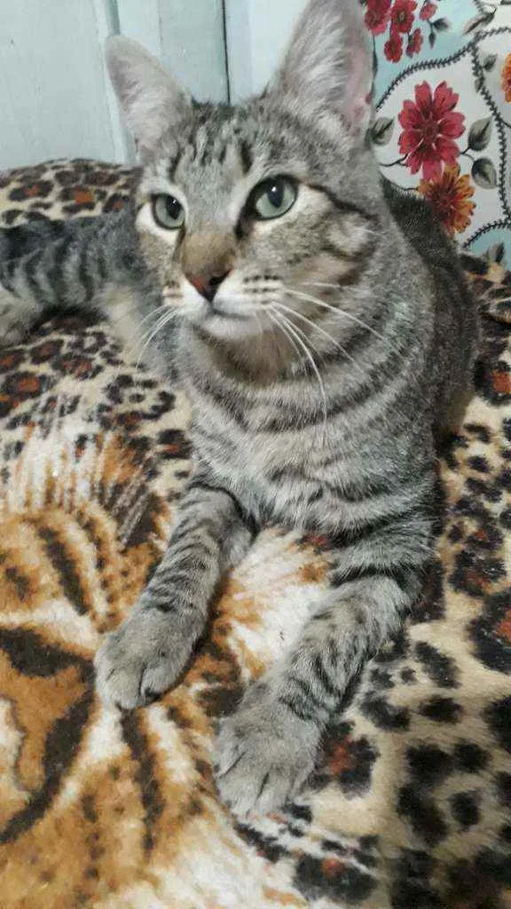 Gato ra a SRD idade 1 ano nome Maninha