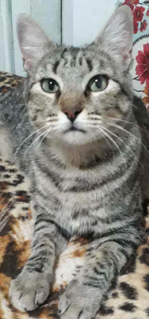 Gato ra a SRD idade 1 ano nome Maninha