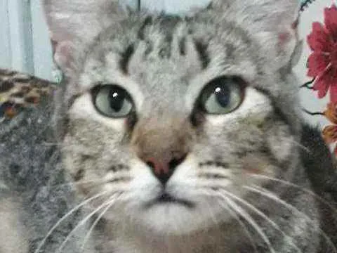Gato ra a SRD idade 1 ano nome Maninha