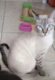 Rafa 