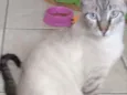 Rafa 