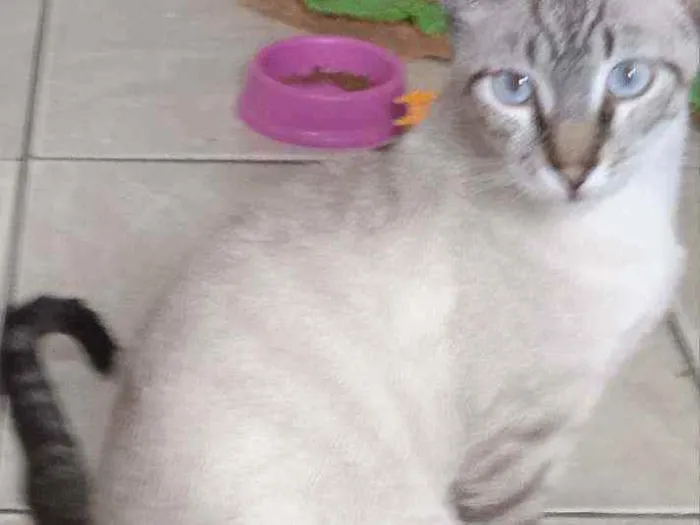 Gato ra a SRD idade 2 a 6 meses nome Rafa 