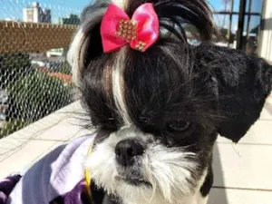 Cachorro raça Shitzu idade 3 anos nome Cristal