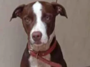 Cachorro raça Pit-Bull idade 3 anos nome Shakira