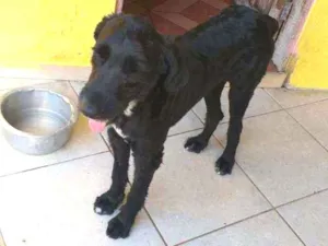Cachorro raça SRD  idade 2 anos nome Pirata 