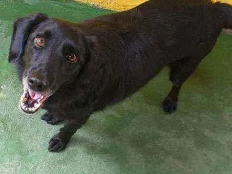 Cachorro raça SRD  idade 3 anos nome Chop 