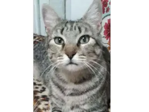Gato raça SRD idade 1 ano nome Maninha