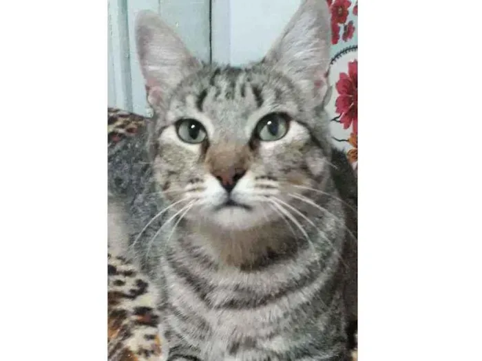 Gato ra a SRD idade 1 ano nome Maninha