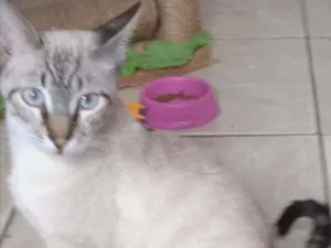 Gato raça SRD idade 2 a 6 meses nome Rafa 