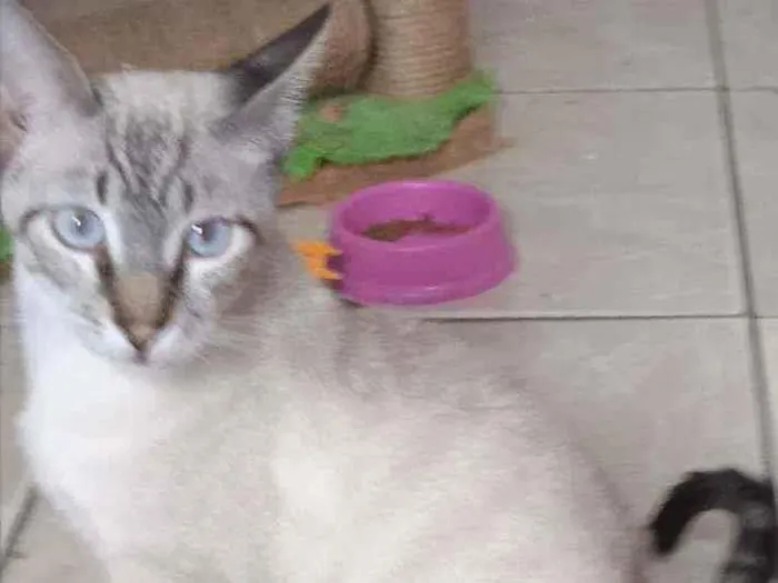 Gato ra a SRD idade 2 a 6 meses nome Rafa 