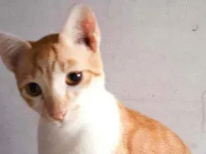 Gato raça Srd idade 2 a 6 meses nome Fred