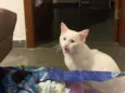 Tom