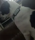 Suzi