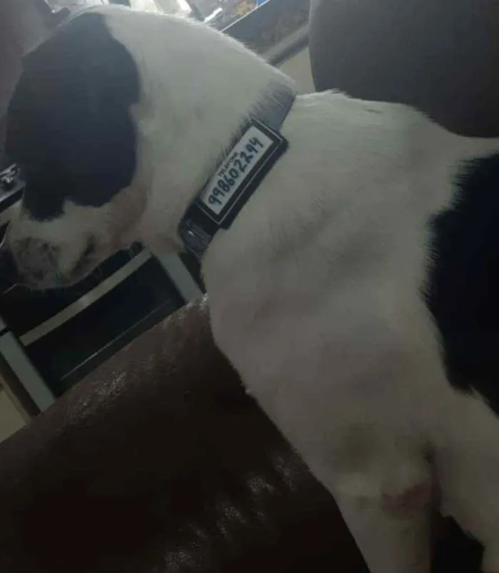 Cachorro raça SRD idade 1 ano nome Suzi