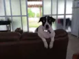 Suzi