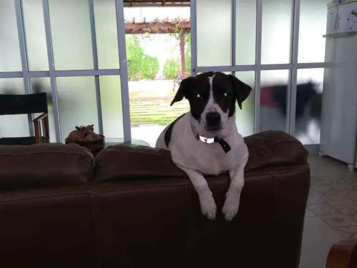 Cachorro raça SRD idade 1 ano nome Suzi