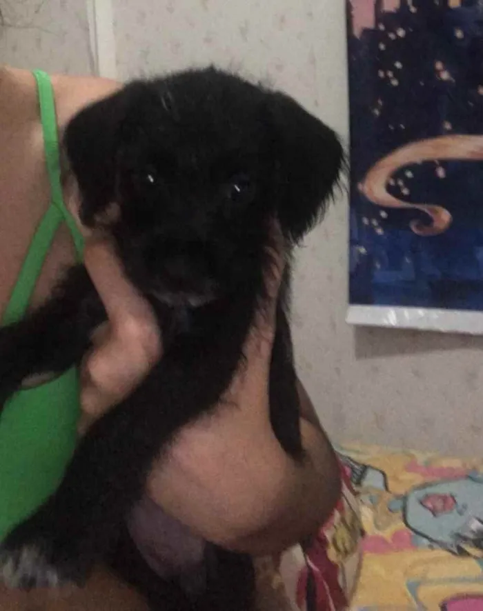 Cachorro raça Não tem  idade 2 a 6 meses nome Não tem