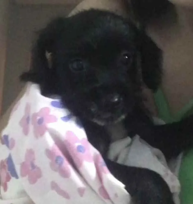 Cachorro raça Não tem  idade 2 a 6 meses nome Não tem