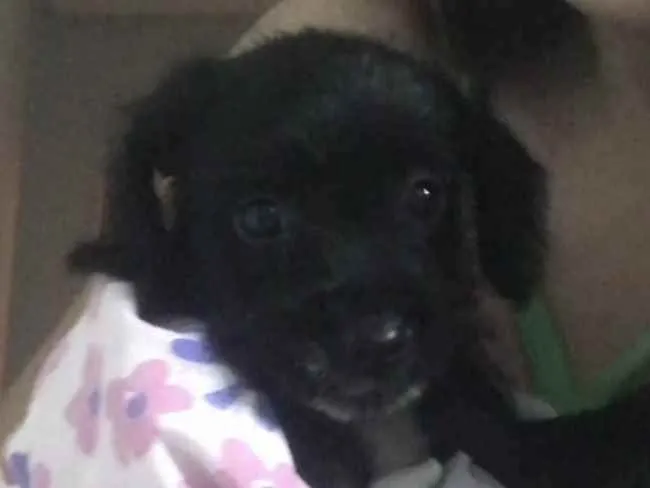 Cachorro raça Não tem  idade 2 a 6 meses nome Não tem