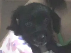 Cachorro raça Não tem  idade 2 a 6 meses nome Não tem