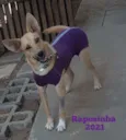 Raposinha