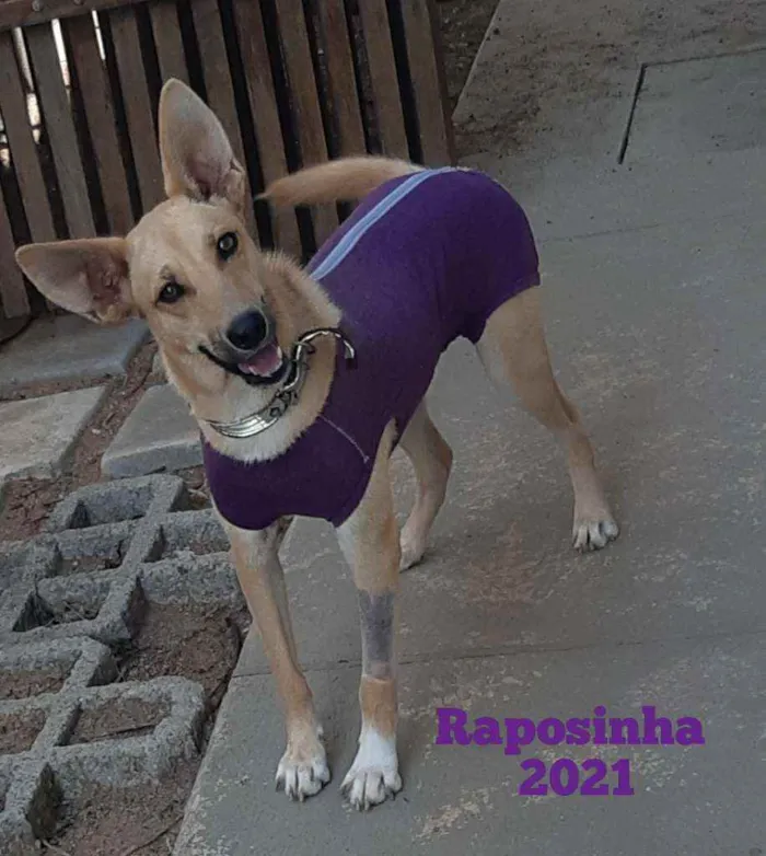 Cachorro raça SRD idade 1 ano nome Raposinha