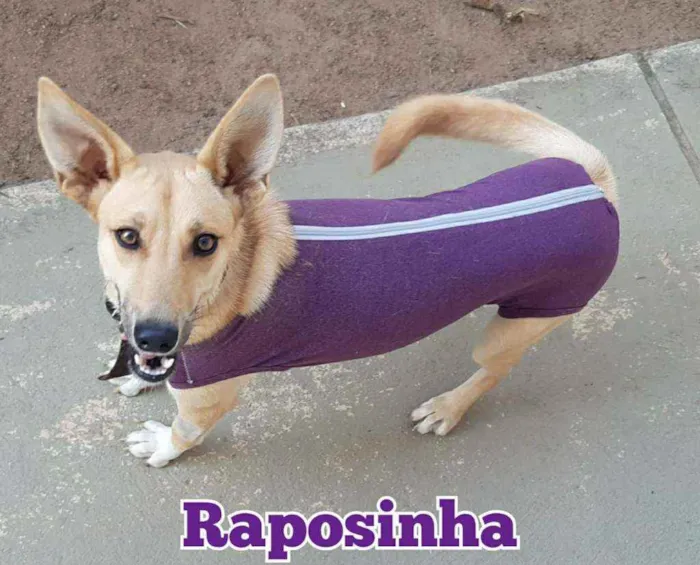 Cachorro raça SRD idade 1 ano nome Raposinha