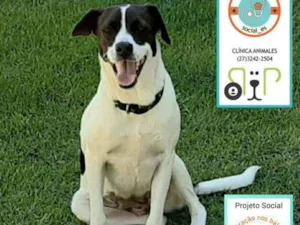 Cachorro raça SRD idade 1 ano nome Suzi
