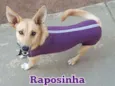 Raposinha