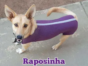 Cachorro raça SRD idade 1 ano nome Raposinha