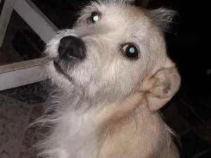Cachorro raça Srd idade 3 anos nome Princesa urgente 