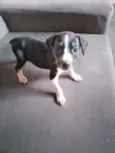 Neguinha 
