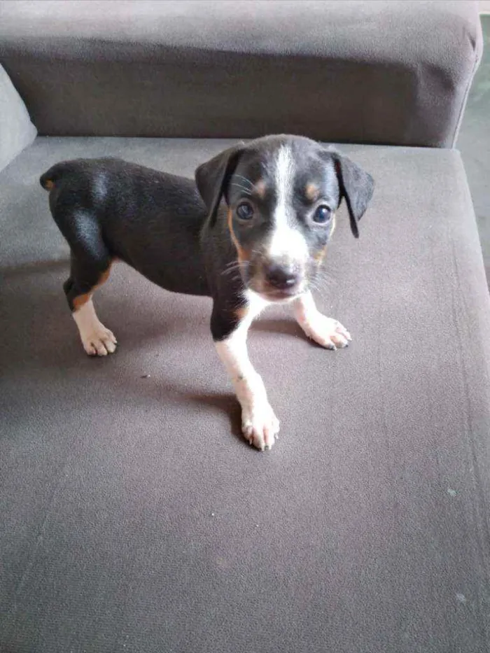 Cachorro ra a RND idade Abaixo de 2 meses nome Neguinha 