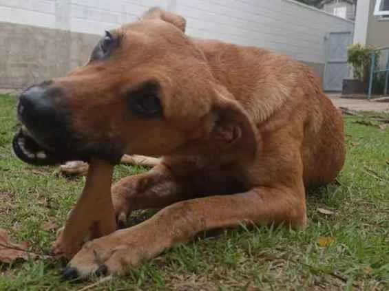Cachorro ra a SRD-ViraLata idade 3 anos nome Natalina