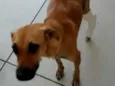 Natalina