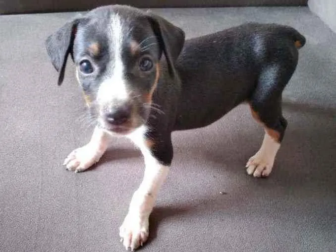 Cachorro ra a RND idade Abaixo de 2 meses nome Neguinha 