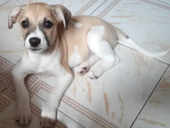 Cachorro raça SRD idade 2 a 6 meses nome Paçoca 