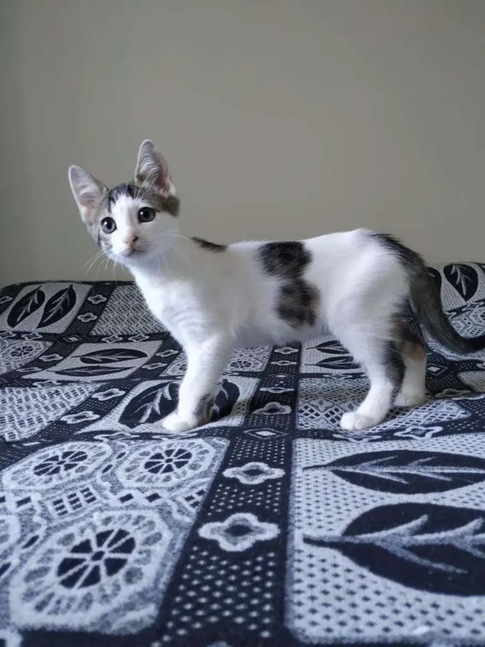 Gato raça SRD-ViraLata idade 2 a 6 meses nome Matt
