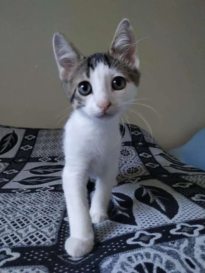 Gato raça SRD-ViraLata idade 2 a 6 meses nome Matt