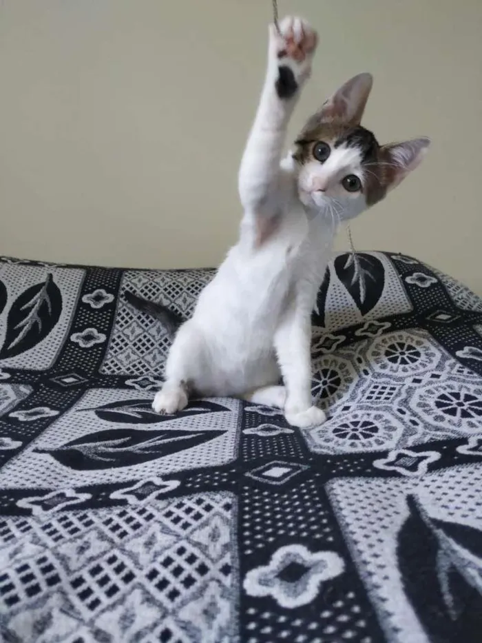 Gato raça SRD-ViraLata idade 2 a 6 meses nome Matt