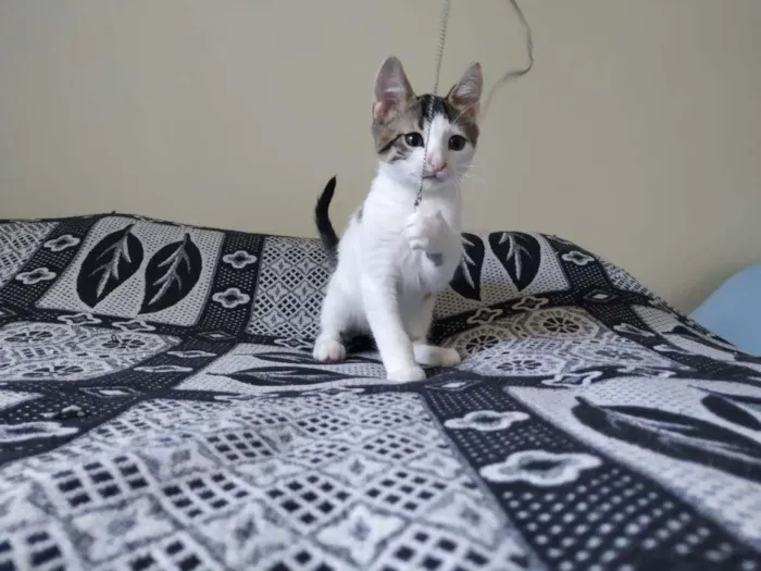 Gato raça SRD-ViraLata idade 2 a 6 meses nome Matt