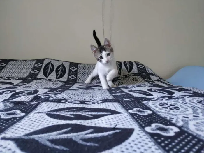 Gato raça SRD-ViraLata idade 2 a 6 meses nome Matt