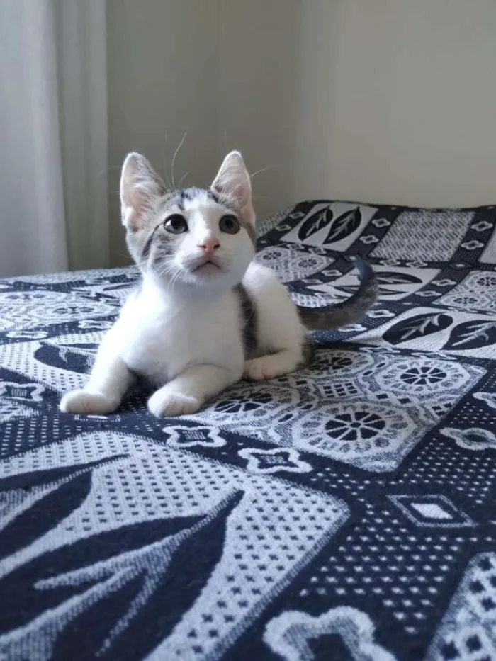Gato raça SRD-ViraLata idade 2 a 6 meses nome Matt