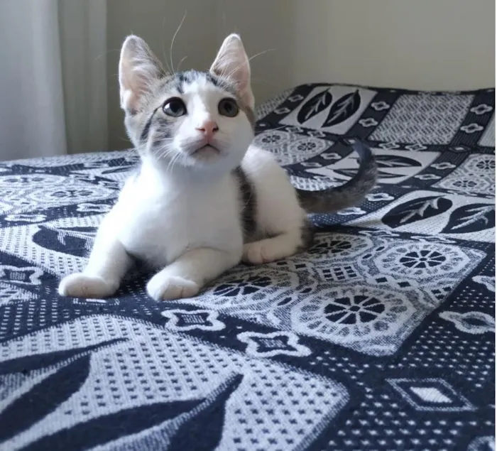 Gato raça SRD-ViraLata idade 2 a 6 meses nome Matt